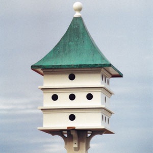 purple martins birds