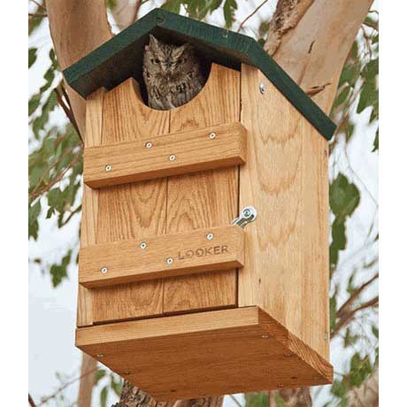 Screech Owl Bird House - Yard Envy