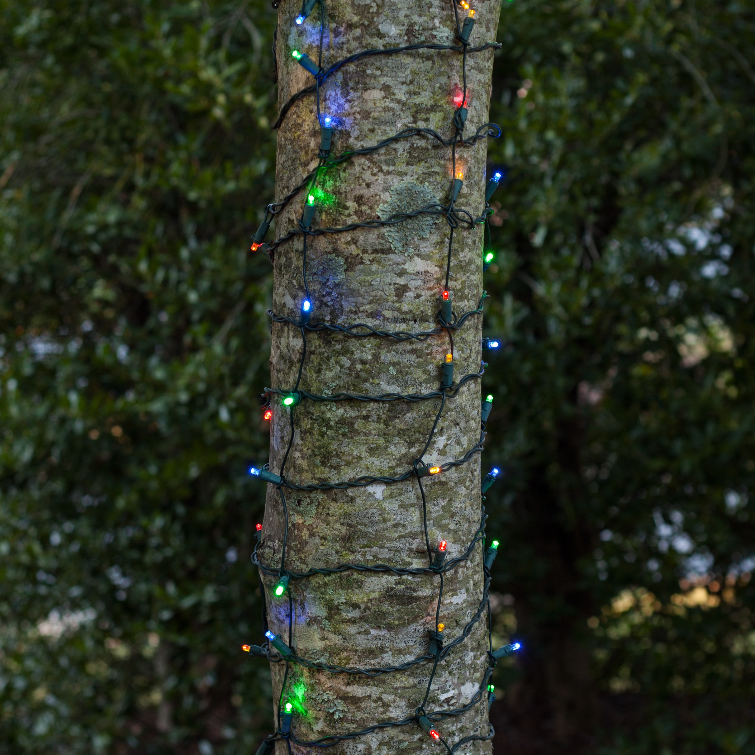 Tree Trunk Net Lights 2021