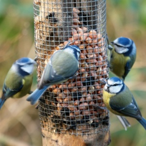 bird feeding supplies near me