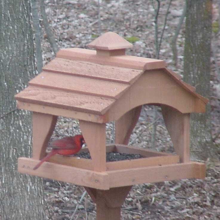 Which Bird Feeder Do I Need? - Yard Envy